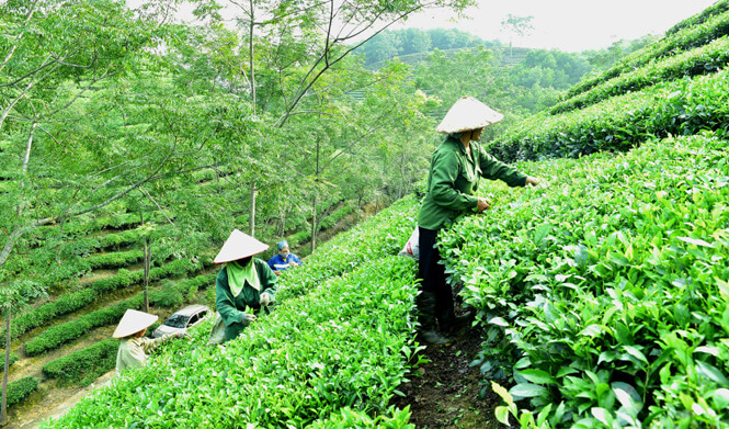 Thủ tục thành lập công ty nông nghiệp chi tiết A-Z