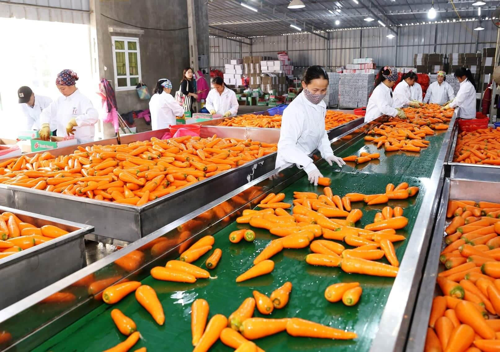 Hồ sơ thành lập công ty nông sản